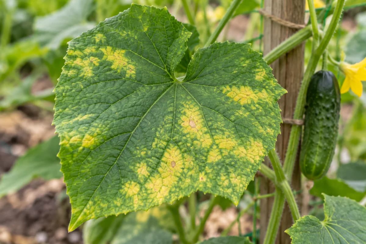 Cucumber leaf with yellow angular patches between green veins and a few brown areas