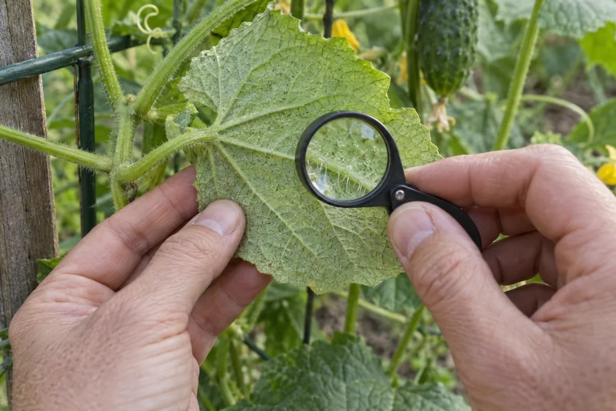 Hands supporting a cucumber leaf while a hand lens is held near its underside