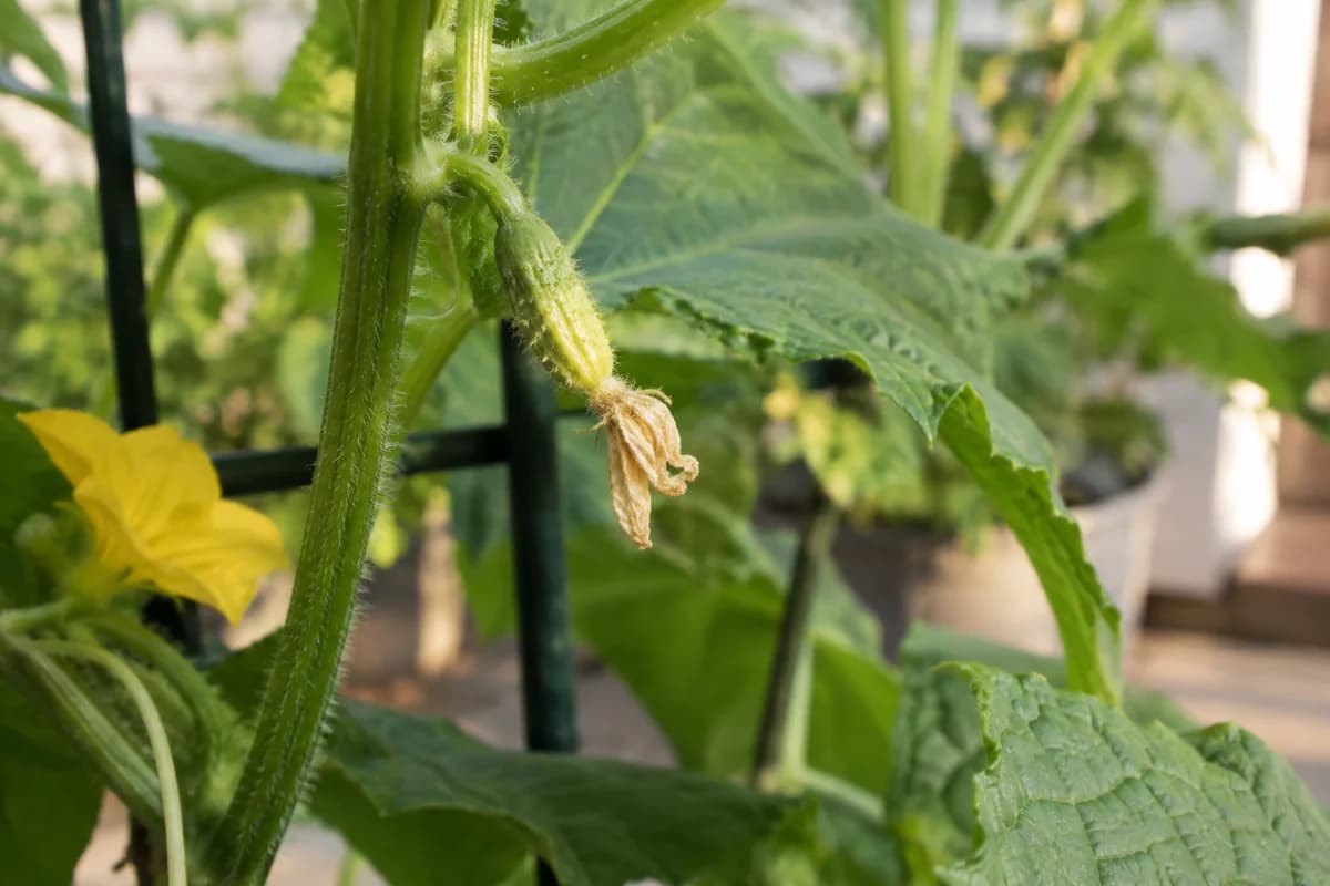 Small yellowing cucumber ovary below a spent flower on a green vine