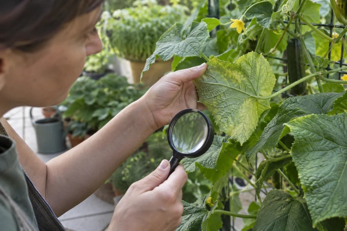 Hand gently lifting a yellowing cucumber leaf to inspect its underside